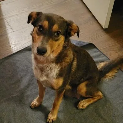Clover thumbnail 5