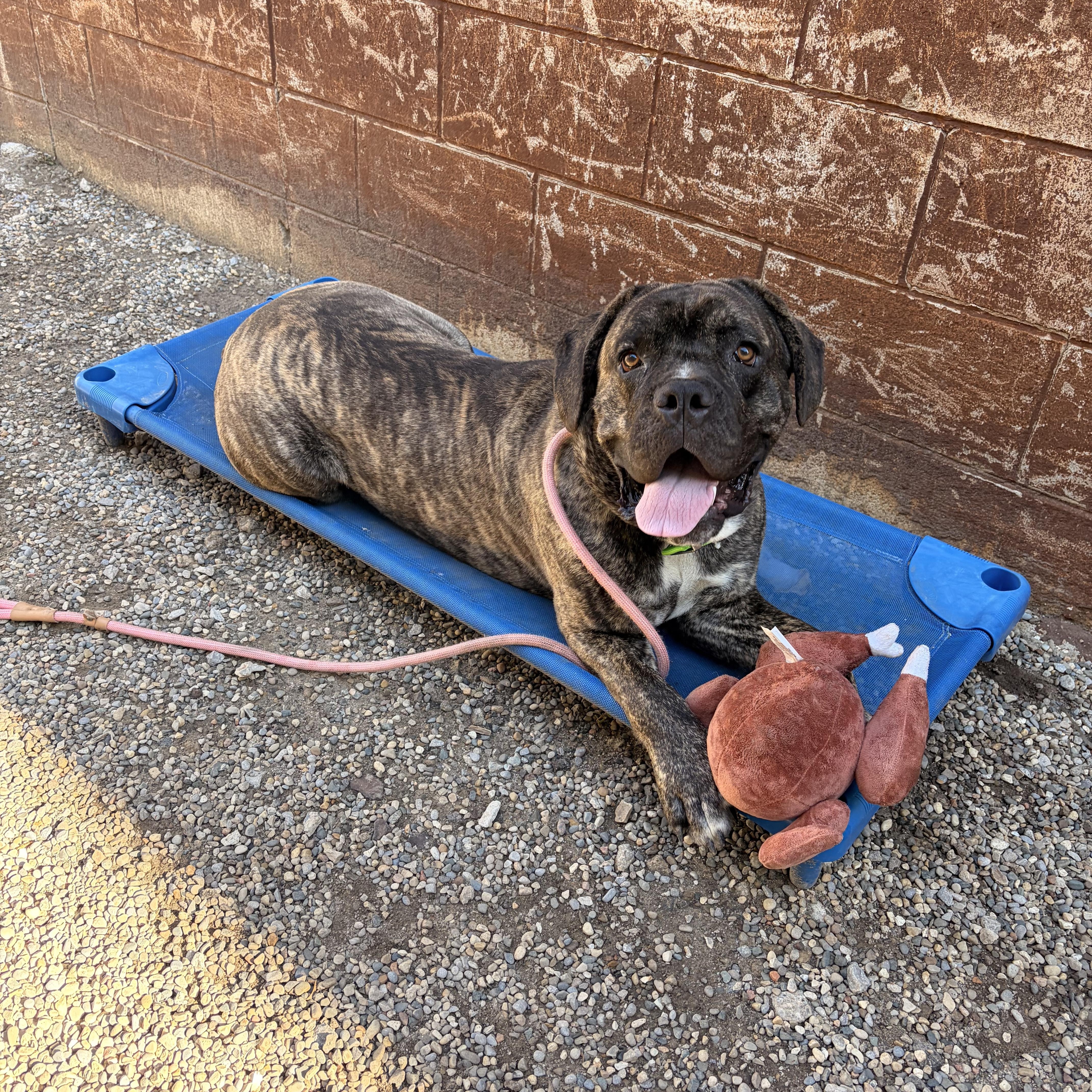 An adult extra large-sized male Cane Corso dog named Duke for adoption in Oak Park, MI