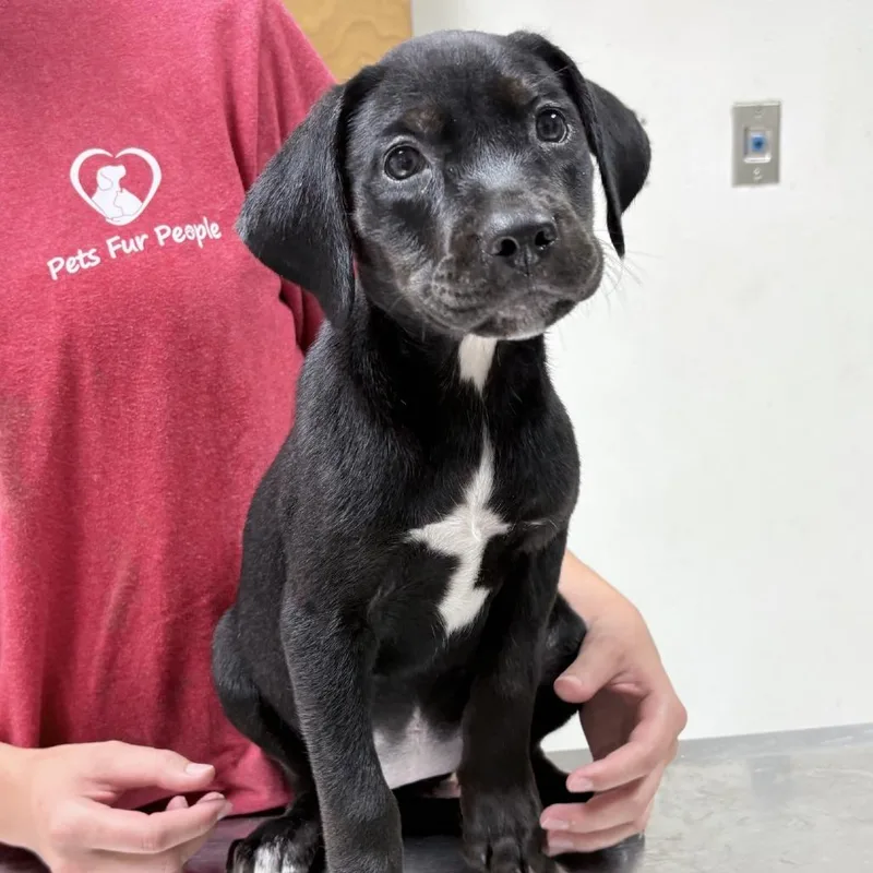 A baby small-sized female Black Rottweiler dog named Rummy for adoption in Tyler, TX