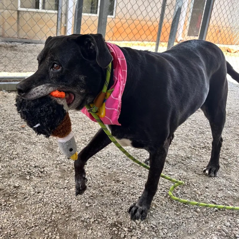 A senior medium-sized female Mixed Breed dog named Hayley for adoption in Greenville, SC