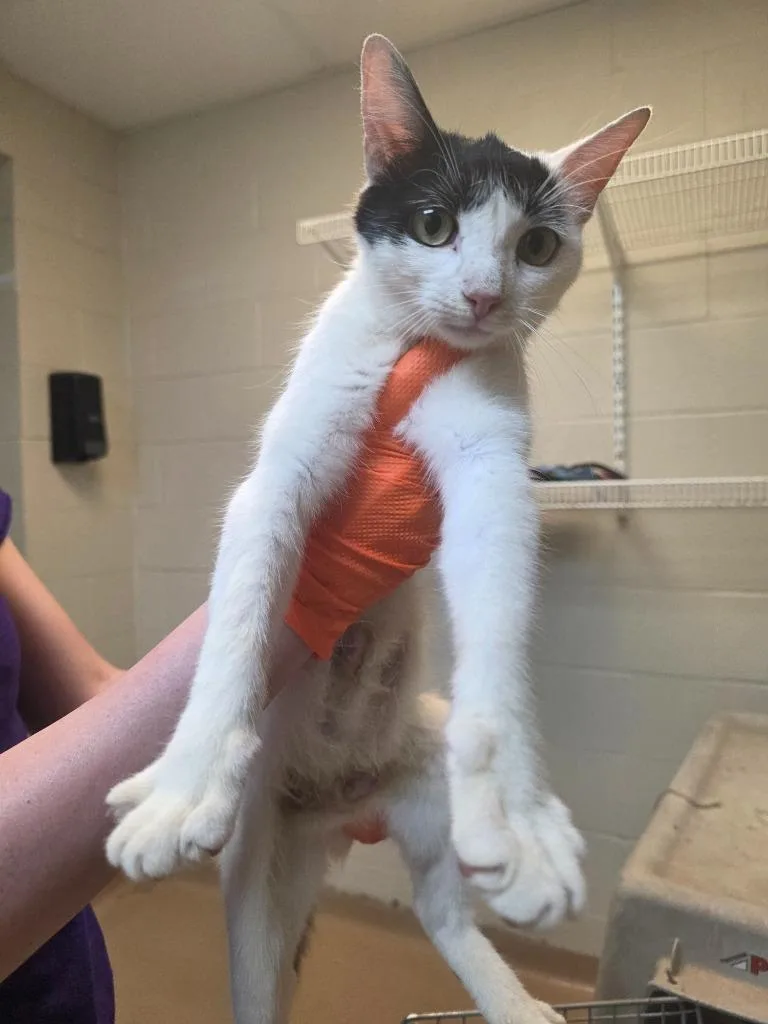 A young large-sized female Domestic Short Hair cat named Tammy for adoption in Nacogdoches, TX