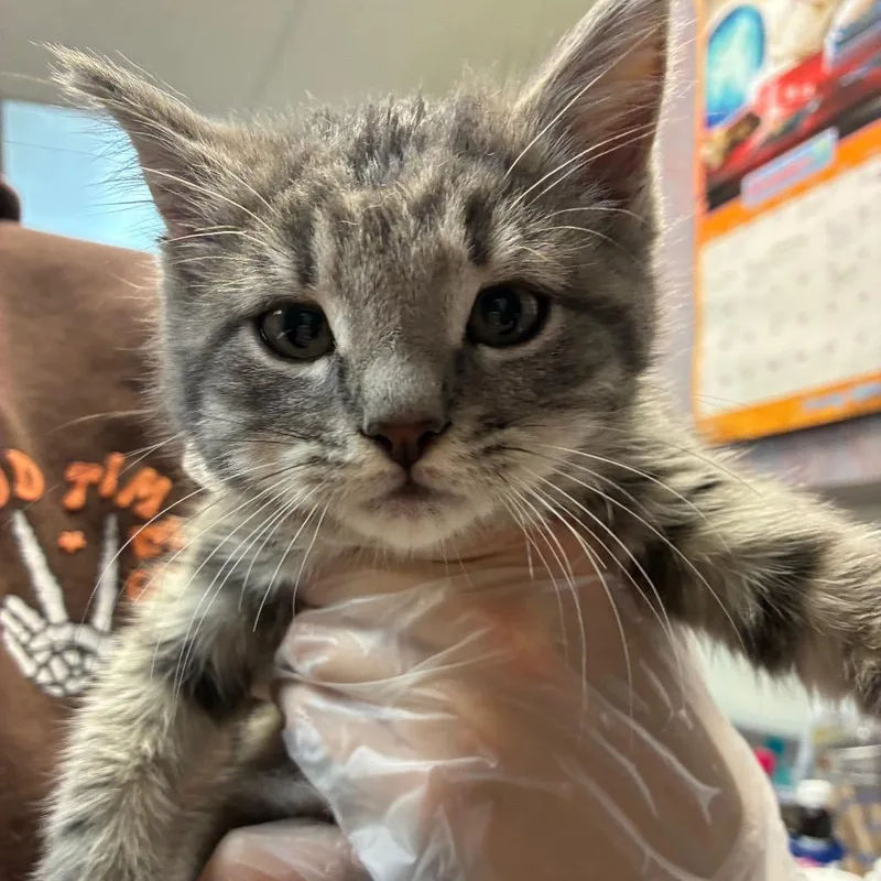 A baby small-sized male Gray / Blue / Silver Domestic Short Hair cat named Mazda for adoption in Newark, NJ