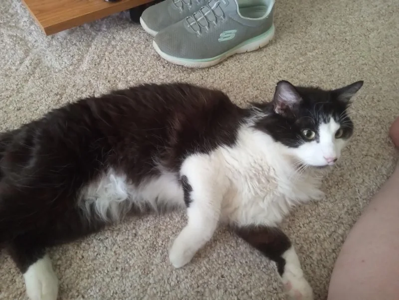 Winston