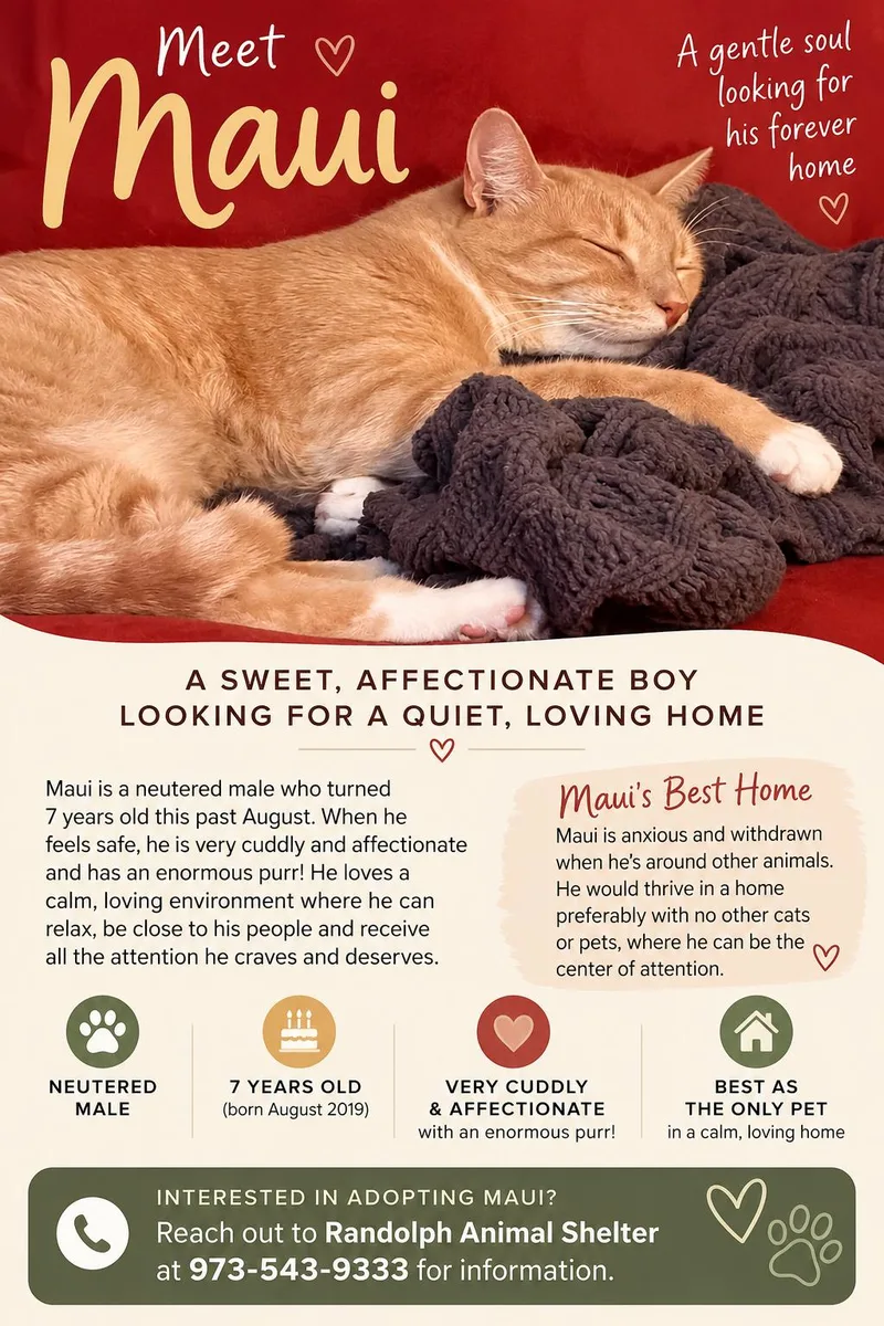 An adult medium-sized male Orange & White Domestic Short Hair cat named Maui for adoption in Mendham, NJ