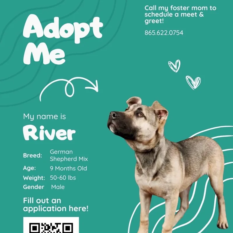 A young large-sized female Golden American Staffordshire Terrier dog named River for adoption in Maryville, TN