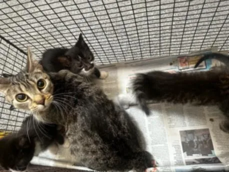 A baby small-sized male Domestic Short Hair cat named Oats for adoption in Los Angeles, CA