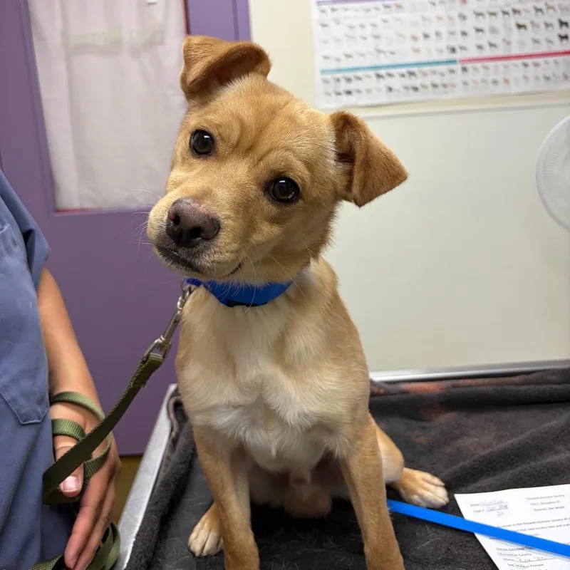 A young small-sized male Yellow / Tan / Blond / Fawn Chihuahua dog named Garbanzo for adoption in Albuquerque, NM