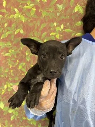 A young small-sized female Shepherd dog named Violet for adoption in San Antonio, TX