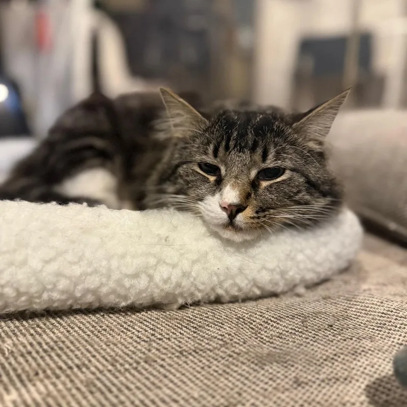 An adult medium-sized male Brown / Chocolate Domestic Long Hair cat named Teddy for adoption in Jarrettsville, MD
