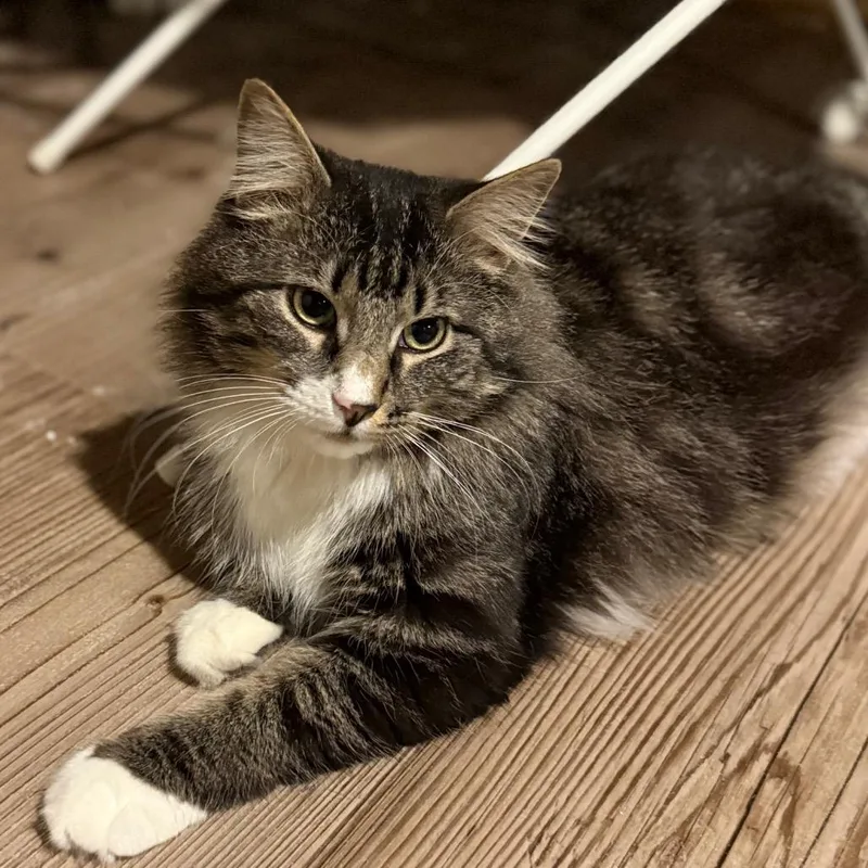 Teddy thumbnail 3