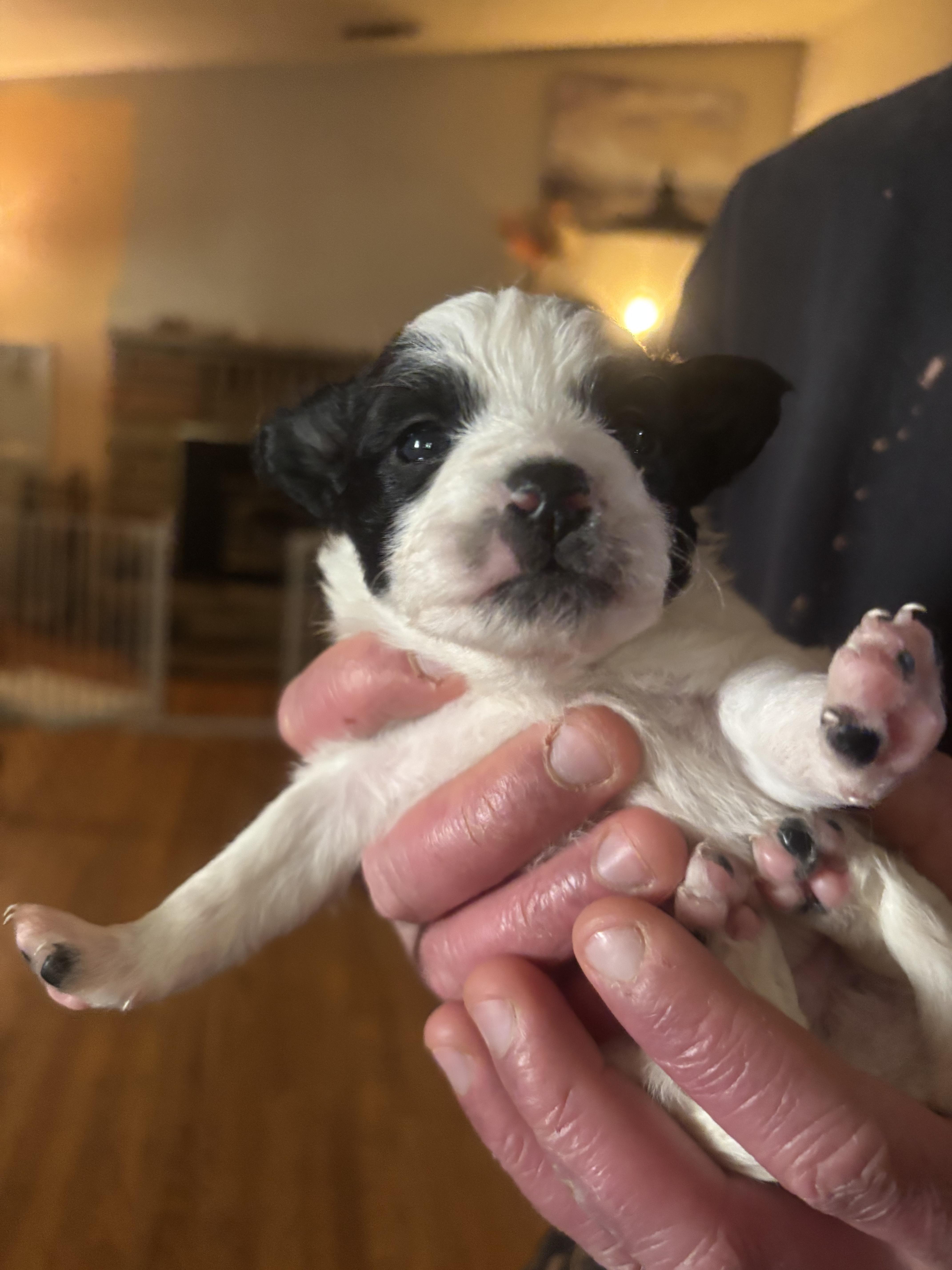 A baby small-sized female Chihuahua dog named Blossom for adoption in Discovery Bay, CA
