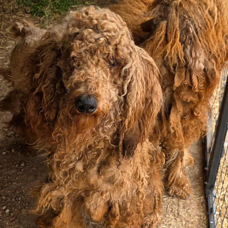 A young medium-sized male Golden Poodle dog named Allen for adoption in Goltry, OK