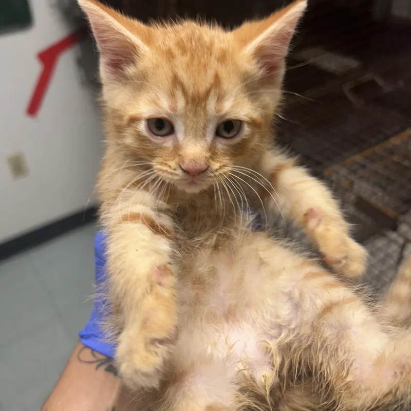 A baby small-sized male Orange / Red Domestic Short Hair cat named Samuel for adoption in Philadelphia, PA