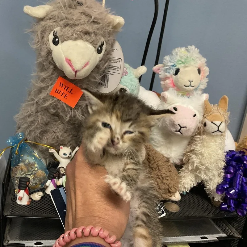 A baby small-sized female Gray / Blue / Silver Domestic Long Hair cat named Amelia for adoption in St Joseph, MO
