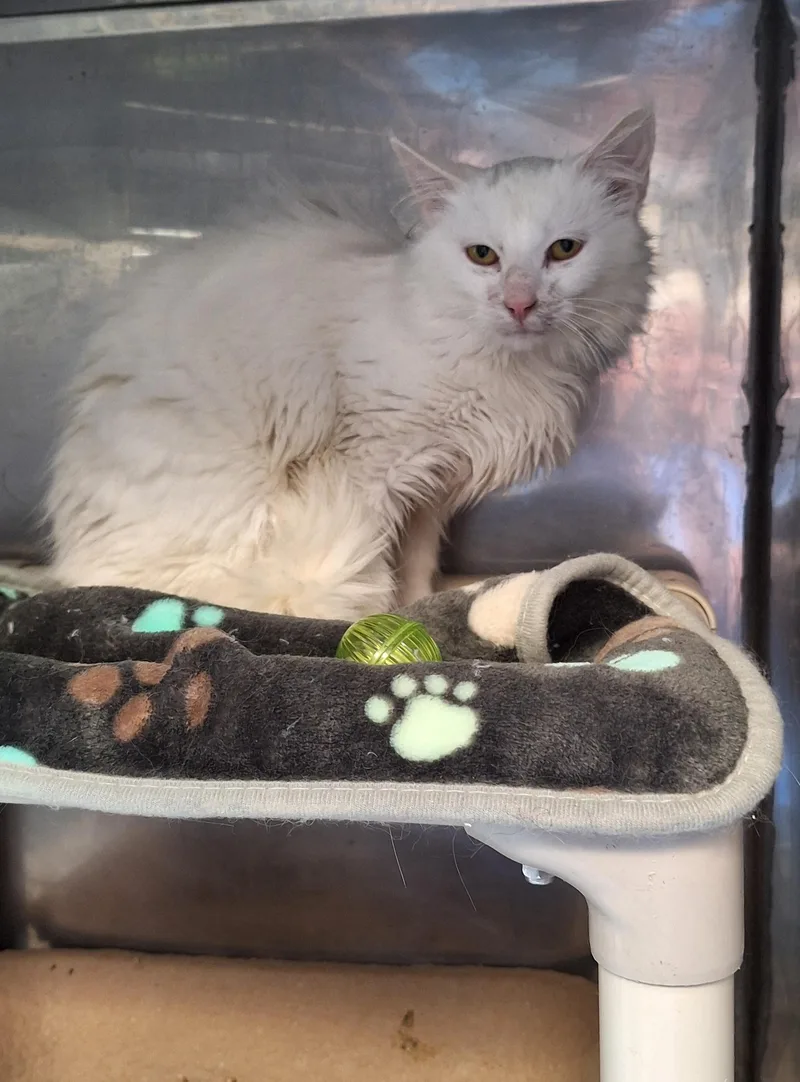An adult medium-sized male White Domestic Long Hair cat named Frosty for adoption in Stanton, KY