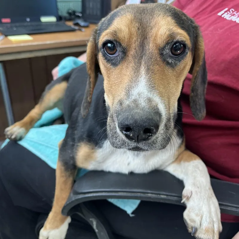 An adult medium-sized female Black Mixed Breed dog named Zapopan for adoption in Columbiana, AL