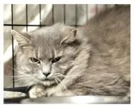 An adult medium-sized female Domestic Long Hair cat named Candy for adoption in Palmyra, VA