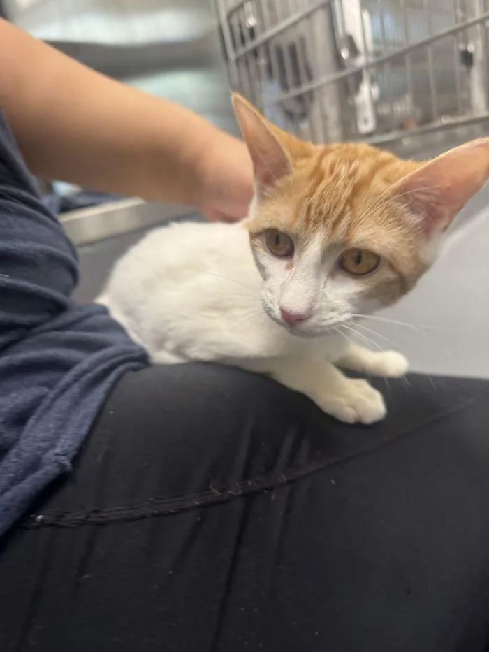 A young small-sized female Orange & White Domestic Short Hair cat named Fae for adoption in Hilton Head Island, SC