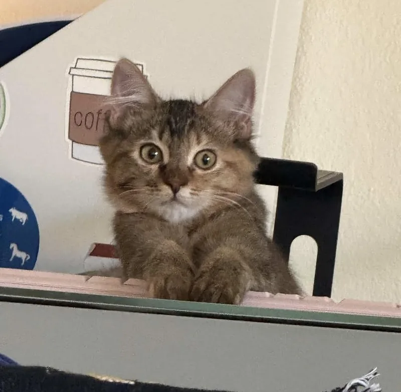 A baby medium-sized female Domestic Medium Hair cat named Glia for adoption in tucson, AZ