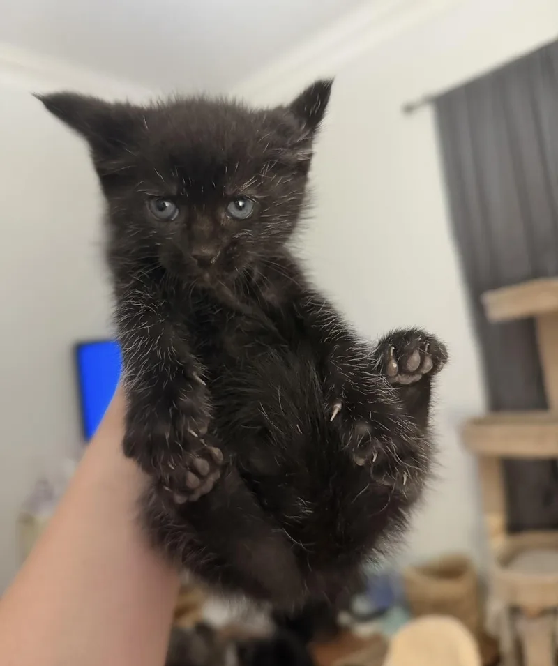 A baby small-sized male Black American Shorthair cat named Beetle for adoption in Paulina, LA