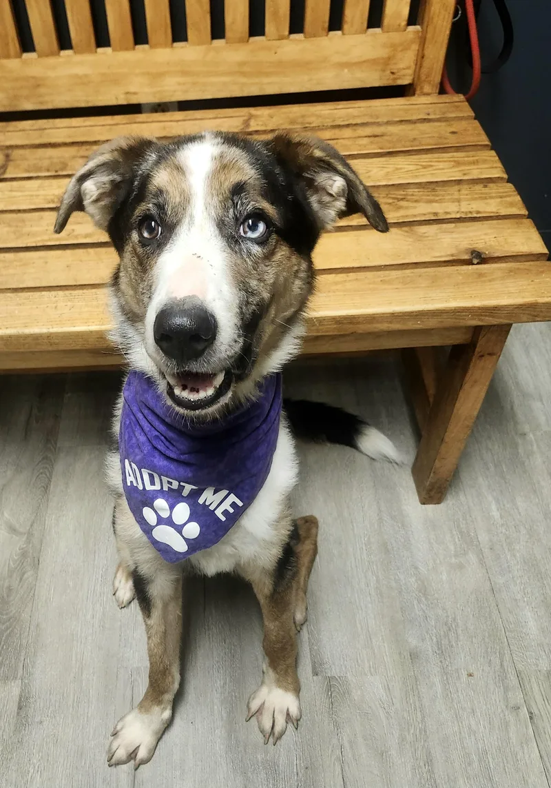 A young medium-sized male Yellow / Tan / Blond / Fawn Smooth Collie dog named Chief Keef for adoption in Mansfield, OH