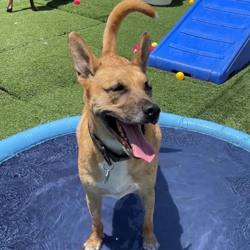 Handsome Beauregard thumbnail 2