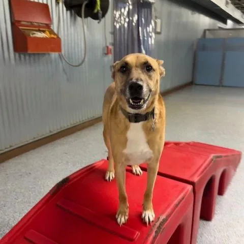 Handsome Beauregard thumbnail 3