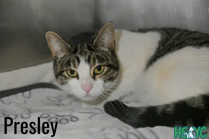 A young medium-sized female Domestic Short Hair cat named Presley for adoption in Fort Mill, SC