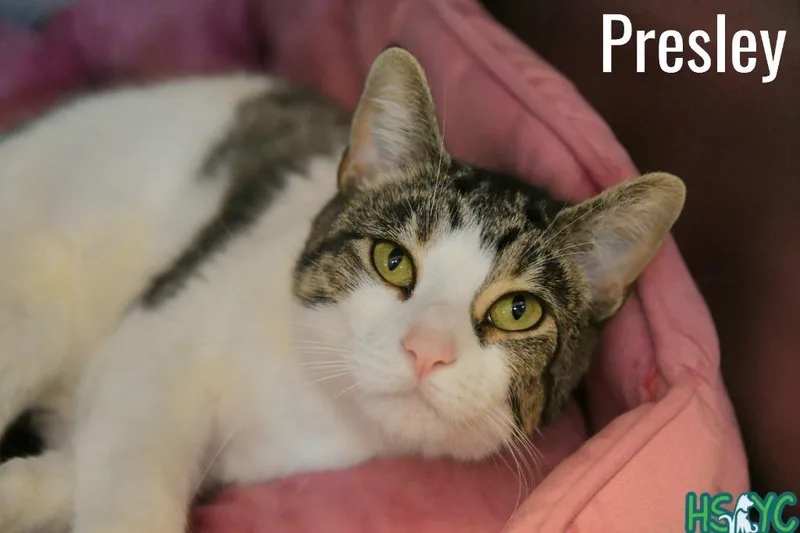 Presley thumbnail 2