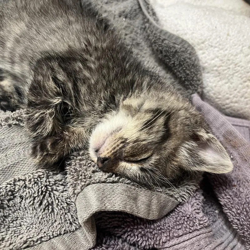 A baby small-sized male Brown / Chocolate Domestic Medium Hair cat named American for adoption in Durango, CO