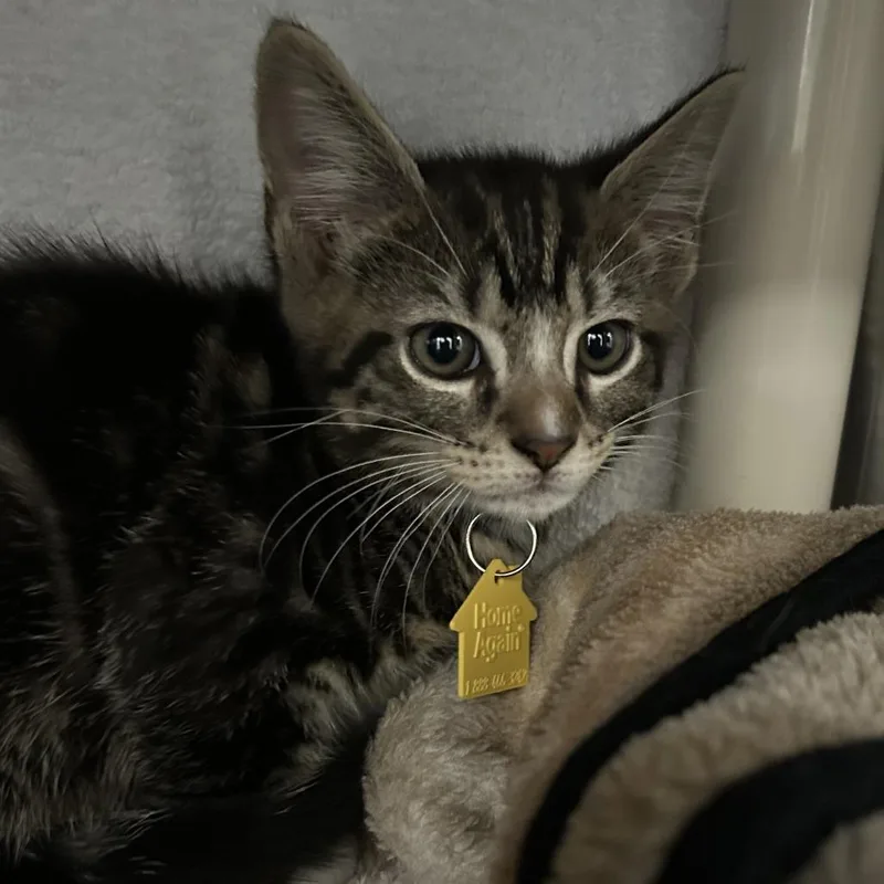 A baby small-sized male Brown / Chocolate Domestic Short Hair cat named Alex for adoption in Springfield, MA