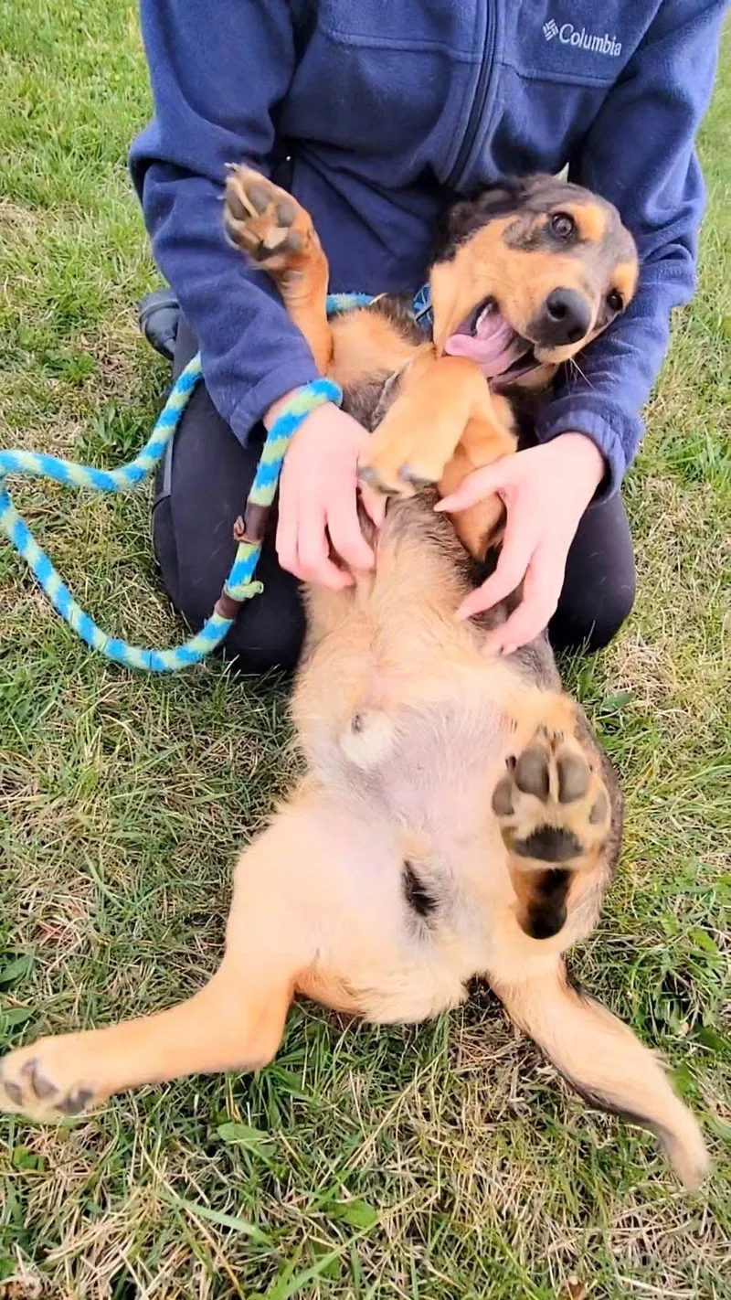 A young medium-sized male Basset Hound dog named Scooter for adoption in Rock Hill, NY