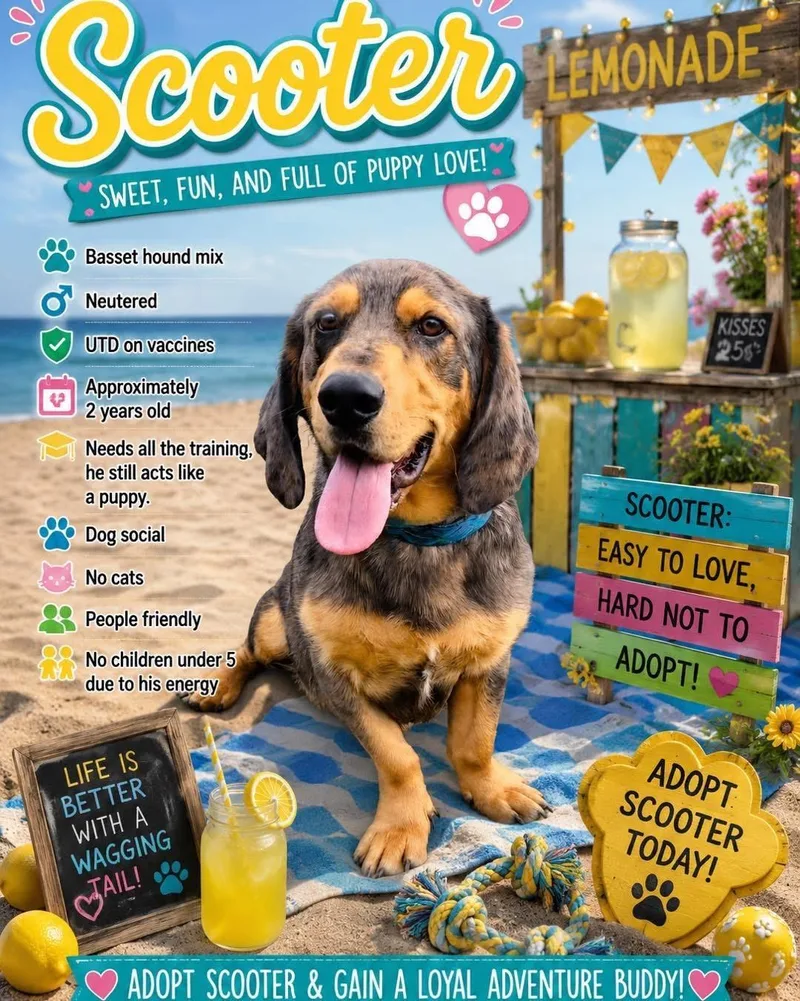 Scooter thumbnail 2
