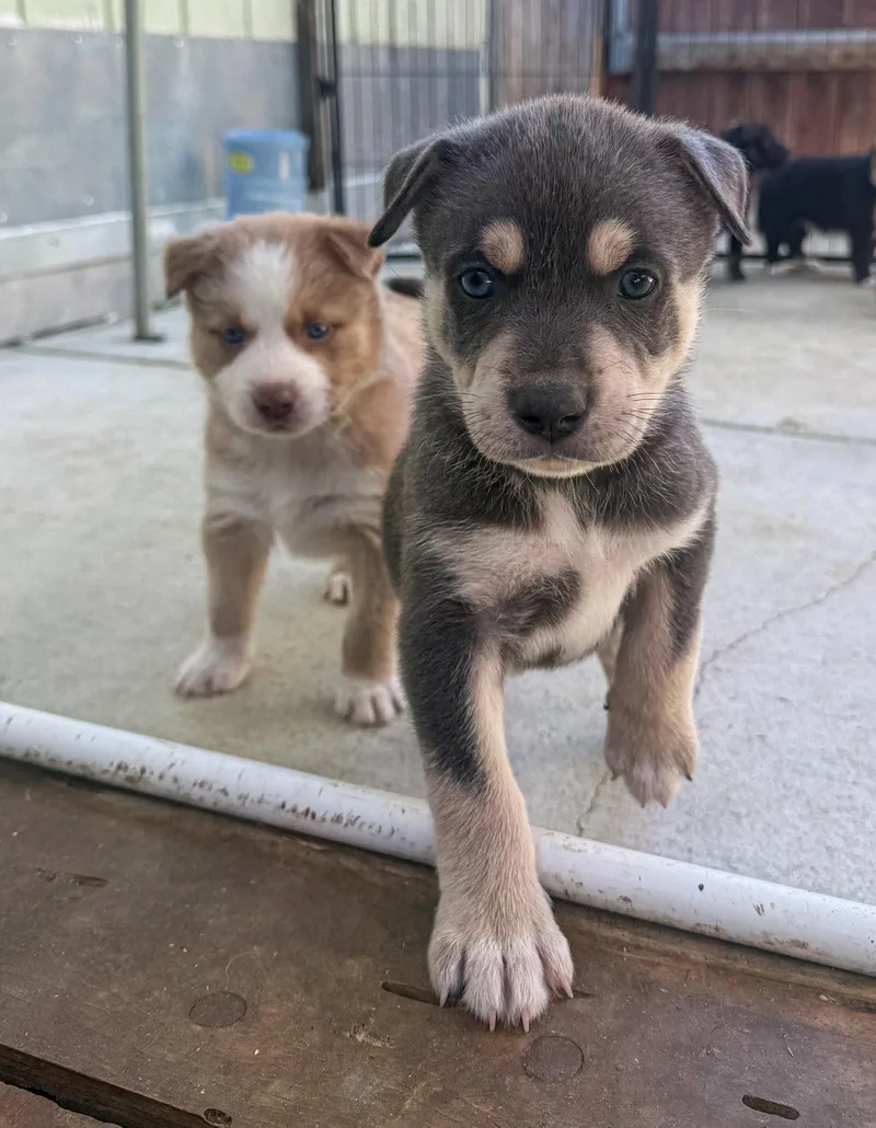 Marilynn's Puppy Makai