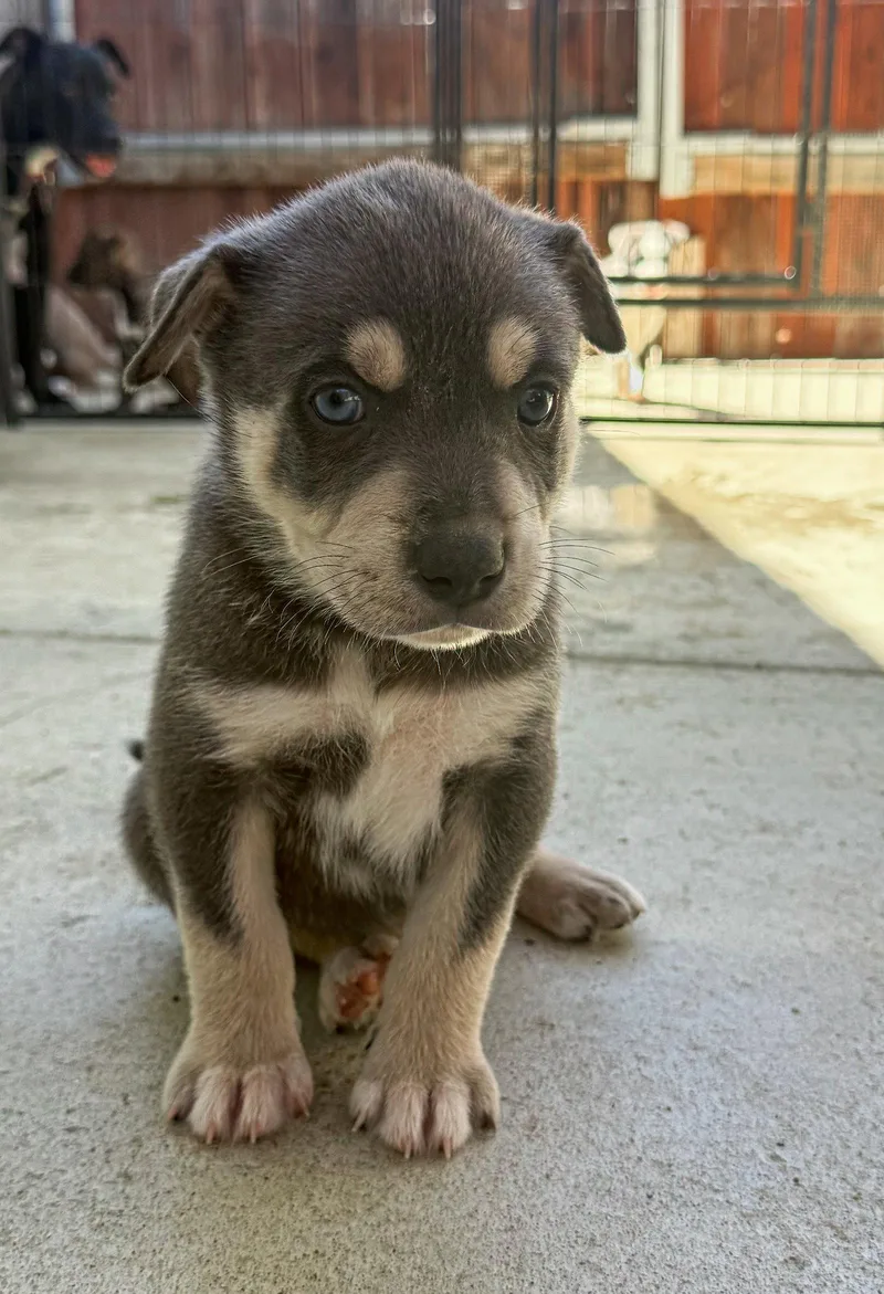 Marilynn's Puppy Makai thumbnail 2