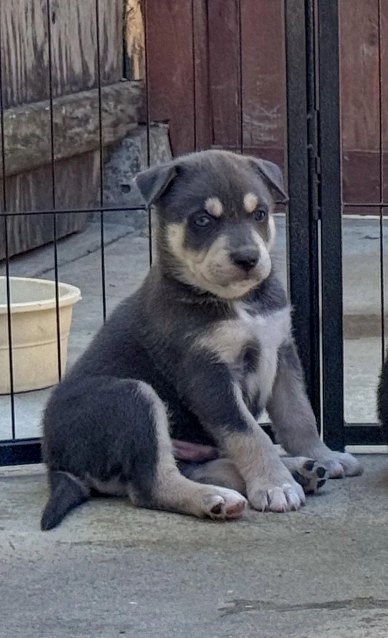 Marilynn's Puppy Makai thumbnail 3