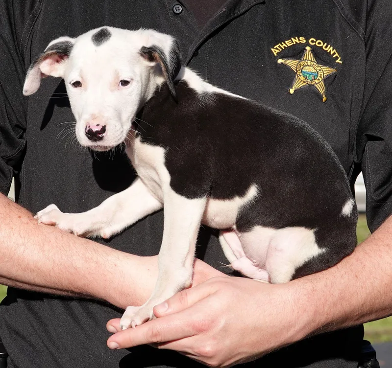 A baby medium-sized male Black Terrier dog named Gummy Bear for adoption in Millfield, OH