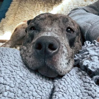 An adult large-sized male Mixed Breed dog named Eclipse for adoption in Washington, DC