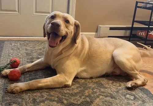 A young large-sized male Yellow Labrador Retriever dog named Mac for adoption in Killingworth, CT
