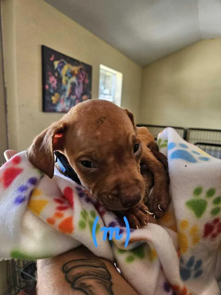 A baby small-sized male Brown / Chocolate American Bulldog dog named Walmart  Blue for adoption in Lakeland, FL