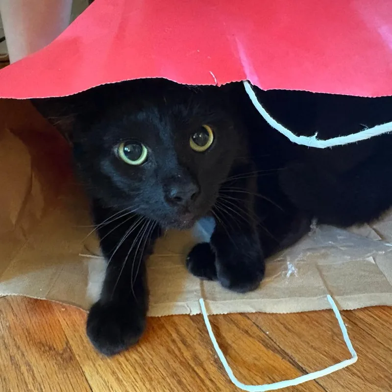 An adult large-sized male Black Domestic Short Hair cat named Thomas the Tank Engine for adoption in Evanston, IL