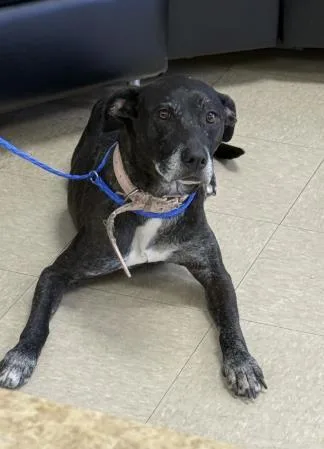 An adult medium-sized female Labrador Retriever dog named Oreo for adoption in Killeen, TX