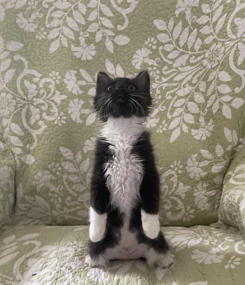 Oreo Cookie