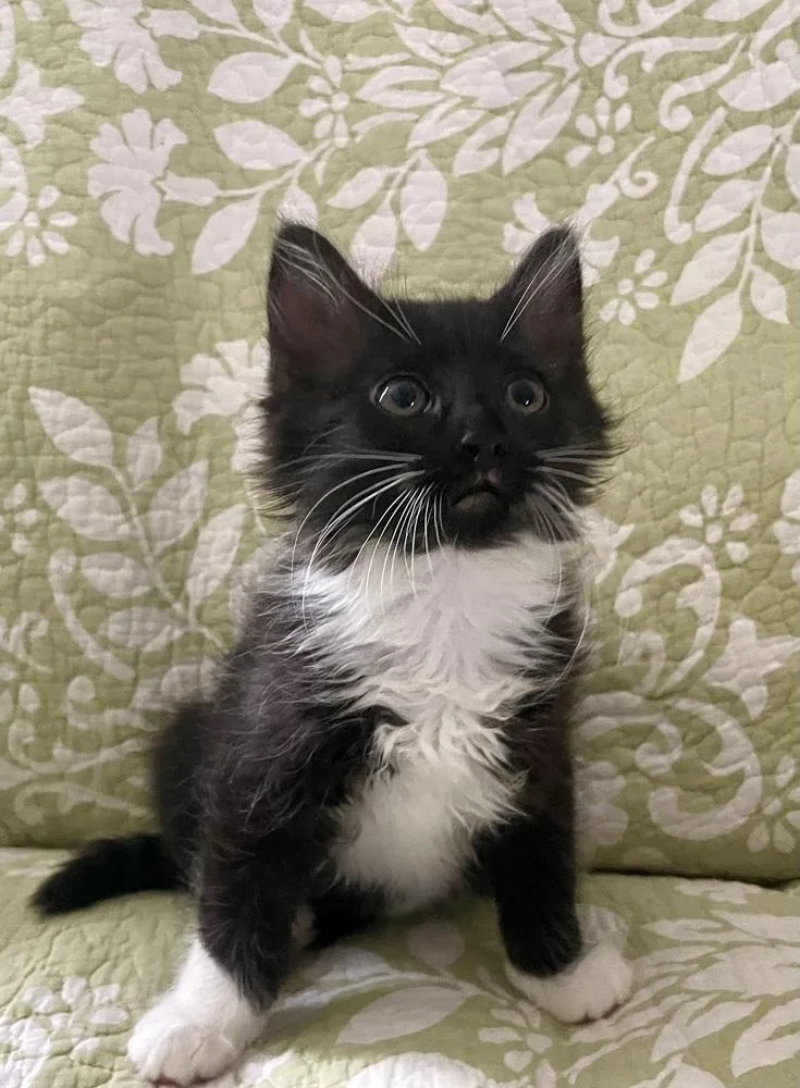 Oreo Cookie thumbnail 2