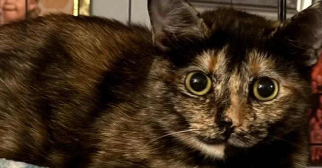 An adult medium-sized female Domestic Short Hair cat named Reece for adoption in Deland, FL