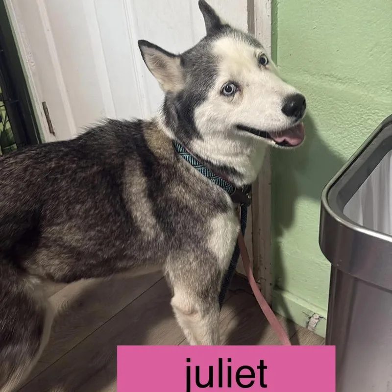 An adult small-sized female Gray / Blue / Silver Siberian Husky dog named Juliet for adoption in Tampa, FL