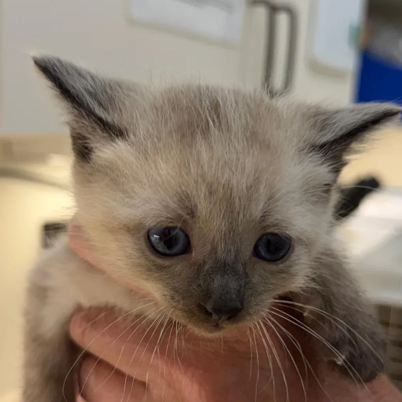 A baby small-sized female White Domestic Short Hair cat named Rio for adoption in Auburn, AL
