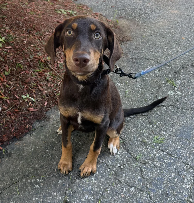 A baby medium-sized female Brown / Chocolate Doberman Pinscher dog named Brea for adoption in Pelham, NH