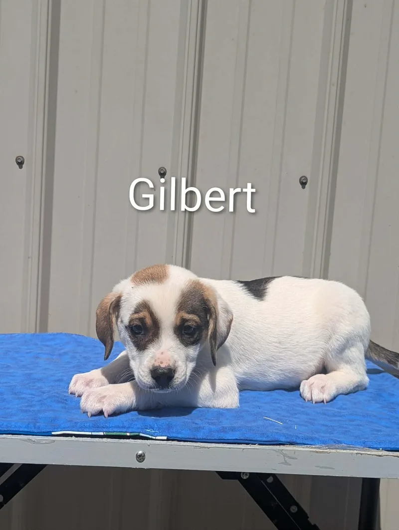 A baby medium-sized male White / Cream Mixed Breed dog named Gilbert for adoption in Logan, OH