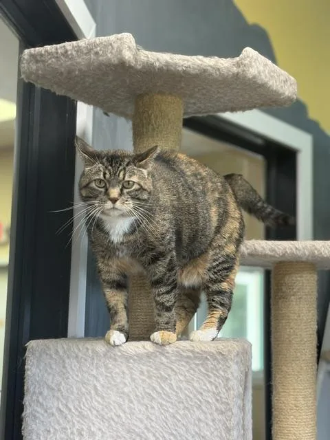 A senior medium-sized female Domestic Short Hair cat named Princess for adoption in Towanda, PA